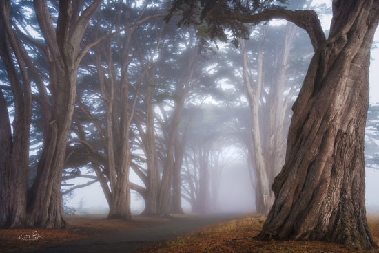 Martin Podt MPP1144 - MPP1144 - Cypress Tree Tunnel - 18x12 Photography, Landscape, Trees, Road, Cypress Trees, Cypress Tree Tunnel, California, Fog from Penny Lane