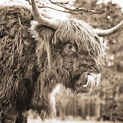 MPP842 - Highland Abe    - 12x12