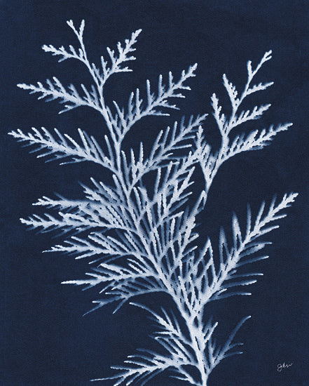 Julie Norkus NOR338 - NOR338 - Indigo Evergreen - 12x16 Greenery, Evergreen Sprig, Cyanotypes, Indigo, White, Silhouette, Contemporary from Penny Lane