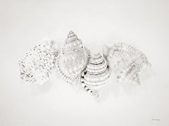 RIG236 - Vintage Nutmeg Shells - 16x12