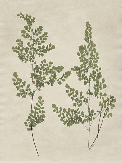 Amber Sterling AS383 - AS383 - Botanical Leaves 2 - 12x16 fern botanical illustration, green leaves, natural study, scientific flora artwork, vintage herb print, detailed plant drawing from Penny Lane