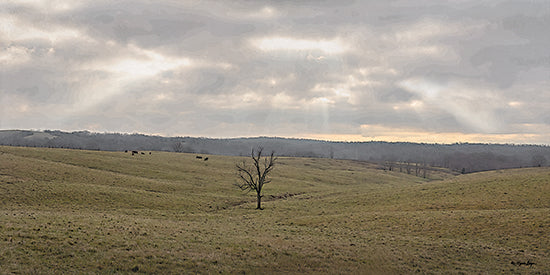 Susie Boyer BOY802 - BOY802 - Rays Shining Down - 18x9 rolling hills, lone tree, overcast sky, serene pasture, rural landscape, minimalism, moody atmosphere, countryside view from Penny Lane