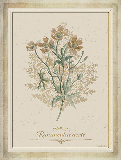 Cindy Jacobs CIN4357 - CIN4357 - Vintage Botanical II - 12x16 buttercup, ranunculus acris, botanical print, yellow flowers, floral taxonomy, herbaceous plant art, elegant vintage label from Penny Lane