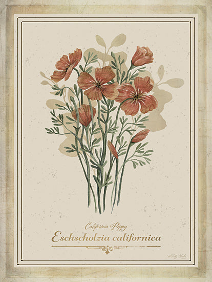 Cindy Jacobs CIN4359 - CIN4359 - Vintage Botanical IV - 12x16 california poppy, eschscholzia californica, orange blooms, botanical reference, floral study print, classic nature art from Penny Lane