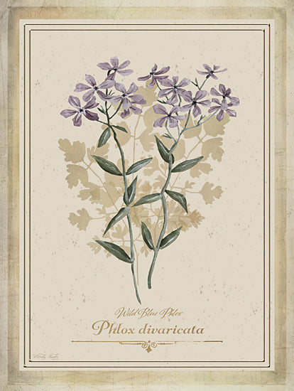 Cindy Jacobs CIN4360 - CIN4360 - Vintage Botanical V - 12x16 wild blue phlox, phlox divaricata, purple botanical flower, wildflower art, floral botanical drawing, delicate stem and leaves from Penny Lane
