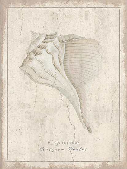 Cindy Jacobs CIN4522 - CIN4522 - Shell Study - Busycon Whelks - 12x16 watercolor whelk shell; aged plaster background; vintage natural history shell print; neutral coastal decor; weathered texture; framed seaside specimen art; antique beach illustration; rustic ocean wall art; soft beige palette; decorative shell study; painterly marine print; timeless coastal accent from Penny Lane