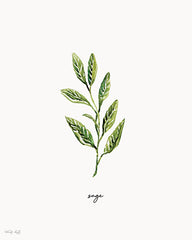 CIN4710 - Sage Herb - 12x16