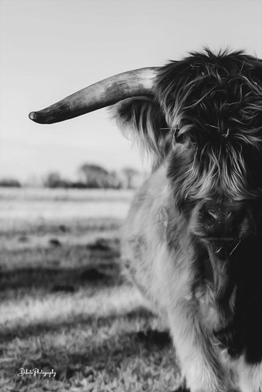 Dakota Diener DAK110 - DAK110 - Black and White - 12x18 highland cow, black and white photography, animal portrait, moody style, farm animal, rustic scene, cattle close-up from Penny Lane