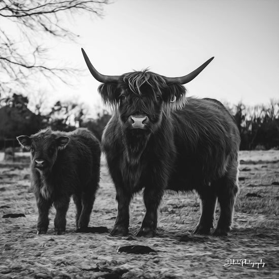 Dakota Diener DAK113 - DAK113 - Highland Mom and Daughter II - 12x12 highland cattle, mother and calf, black and white photo, farm animals, rustic landscape, western photography from Penny Lane