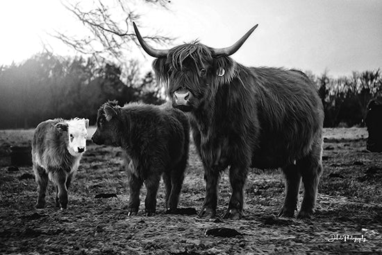 Dakota Diener DAK114 - DAK114 - Cow Family - 18x12 farm animals, highland cow herd, monochrome photo, rustic western field, moody lighting, rural scene from Penny Lane