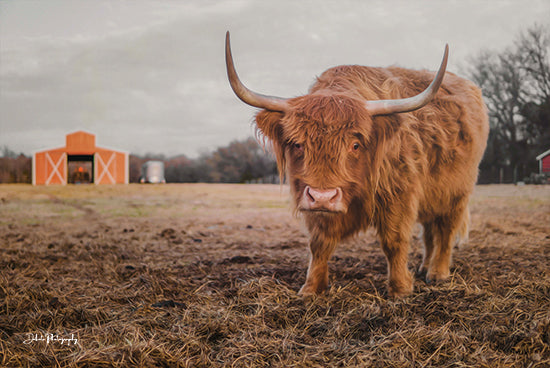 Dakota Diener DAK125 - DAK125 - The Staring Cow - 18x12 highland cow, Scottish Highland cattle, full body cow, shaggy brown cow, long horns, farm animal, barn in background, pasture field, rustic ranch decor, country photography, rural landscape, bovine portrait, farmhouse wall art, countryside scene, barnyard photography, muddy field, outdoor farm scene, rustic animal art from Penny Lane