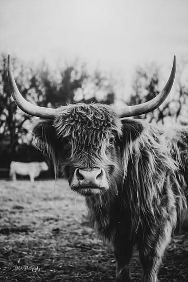 Dakota Diener DAK131 - DAK131 - Selfie Pose II - 12x18 highland cow, monochrome portrait, dramatic lighting, rustic farm animal, western photography from Penny Lane