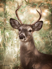 DAK284 - Woodland Deer      - 12x16