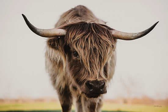 Dakota Diener DAK285 - DAK285 - Watchful Eye   - 18x12 highland cow portrait, rustic photography, farm animal close-up, furry bovine, neutral tones, natural background from Penny Lane