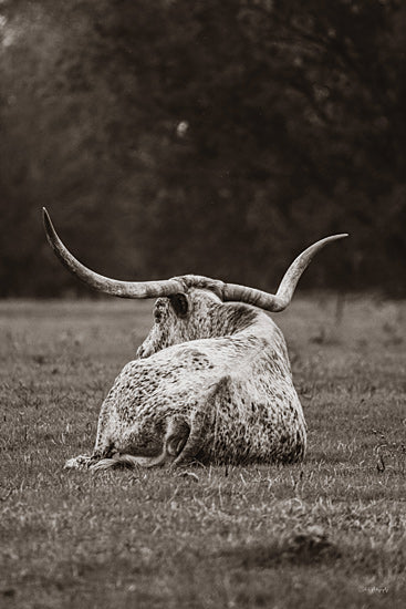 Dakota Diener DAK286 - DAK286 - Resting Longhorn   - 12x18 longhorn from behind, monochrome photography, reclining bull, dramatic horns, black and white art, rural field from Penny Lane