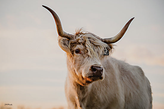 Dakota Diener DAK287 - DAK287 - Highland Gaze   - 18x12 Highland cow, shaggy coat, horned cattle, sunset field, rustic charm, livestock photography, soft lighting from Penny Lane