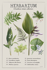 FEN1293 - Herbarium - 12x18