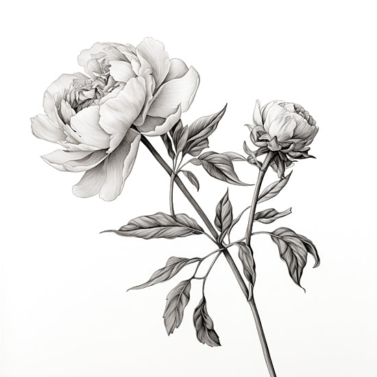 Heidi Kuntz HK243 - HK243 - Peony Sketch I   - 12x12 botanical illustration, peony stem, monochrome floral drawing, fine line shading, negative space, elegant botanical study, scientific plate style, modern farmhouse decor, detailed leaves, minimalist art from Penny Lane