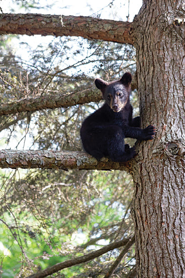 JG Studios JGS600 - JGS600 - Bear Cub in a Tree - 12x18 baby black bear, bear in tree, wildlife forest, cute animal photo, nature photography, woodland scene from Penny Lane