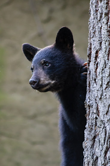 JG Studios JGS601 - JGS601 - Peeking Bear Cub - 12x18 Black bear cub, wildlife, tree bark, forest animal, nature photography, alert bear, curious expression, woodland background from Penny Lane