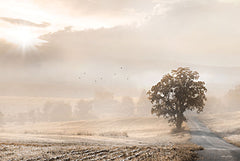 LD3063 - Sepia Foggy Morning - 18x12