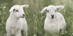 LD3424 - Little Lambs - 18x9