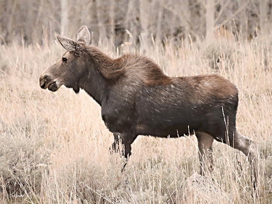 Lori Deiter LD3444 - LD3444 - Don't Moose With Me - 16x12 young moose, wildlife, dry grass, wilderness, forest in background, side profile, animal in nature, brown fur, natural habitat, walking pose from Penny Lane