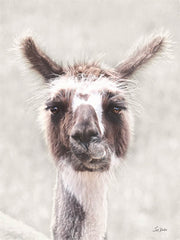 LD3455 - Quizzical Alpaca - 12x16