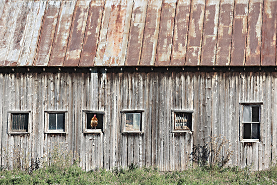 Lori Deiter LD3506 - LD3506 - Country Window Décor - 18x12 Photography, Farm, Barn, Barn Windows, Chickens, Rooster from Penny Lane