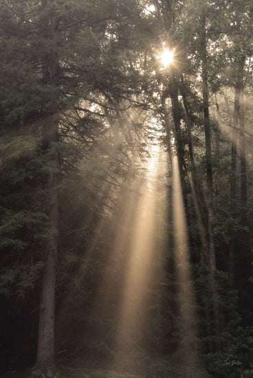 Lori Deiter LD3566 - LD3566 - Enlighten Your Soul - 12x18 Photography, Landscape, Trees, Sunlight, Enlighten Your Soul, Skyview from Penny Lane