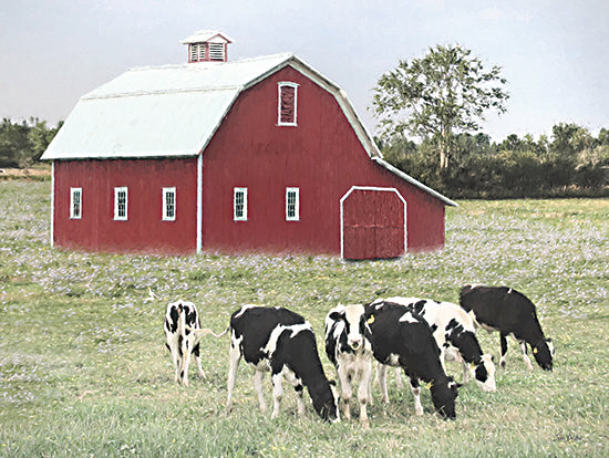 Lori Deiter LD3624 - LD3624 - Grazing Cows - 16x12 cows grazing, red barn, pasture, rural life, black and white cows, livestock, farm field, overcast sky, peaceful farm scene from Penny Lane