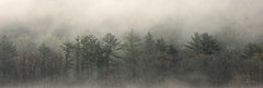 LD3693 - Misty Morning Trees - 36x12