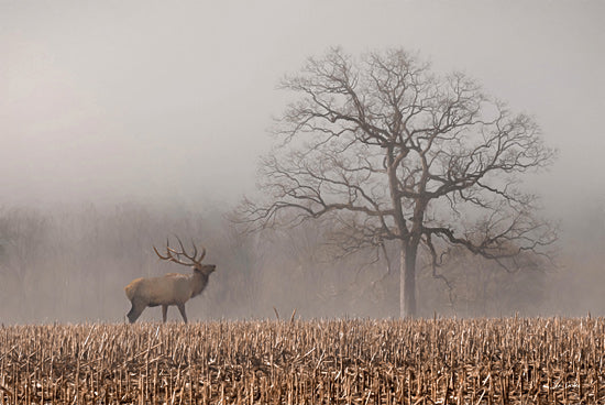 Lori Deiter LD3695 - LD3695 - A Lone Elk - 18x12 elk in field, bare tree, foggy morning, wildlife landscape, rustic countryside, autumn stubble field, mist, serene, woodland edge, painterly texture, majestic animal from Penny Lane