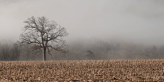 Lori Deiter LD3699 - LD3699 - Echoes of Silence - 18x9 Fog, Tree, Mist, Bare Tree, Overcast, Dramatic Sky, Autumn, Field, Nature from Penny Lane