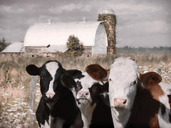 LD3706 - Bovine Trio - 16x12