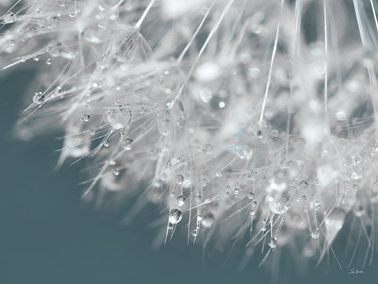 Lori Deiter LD3722 - LD3722 - Droplet in Time II - 16x12 macro shot, dandelion seeds, water drops, soft focus, dreamy, abstract nature art from Penny Lane