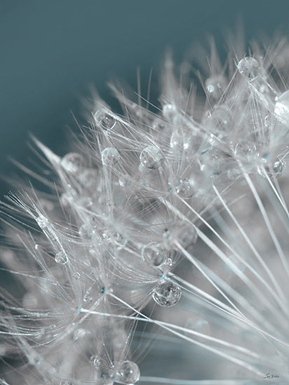 Lori Deiter LD3723 - LD3723 - Droplet in Time III - 12x16 dandelion, water droplets, macro photography, delicate, nature close-up from Penny Lane