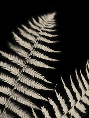 LD3734 - Forest Ferns I - 12x16