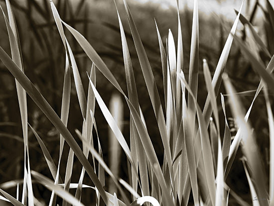 Lori Deiter LD3740 - LD3740 - Sunlit Grass - 16x12 grass blades close-up, abstract plant texture, neutral tones, simplicity in nature, soft focus grass, modern botanical from Penny Lane