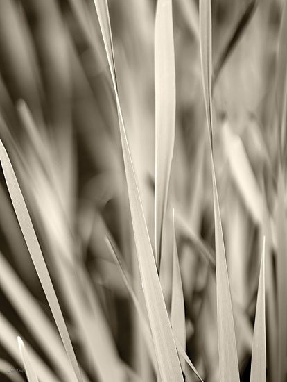 Lori Deiter LD3741 - LD3741 - Blades of Grass - 12x16 grassy landscape, green field, close focus, nature photography style, calm meadow, natural blades in sunlight from Penny Lane