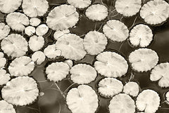 LD3743 - Patterns in the Pond - 18x12