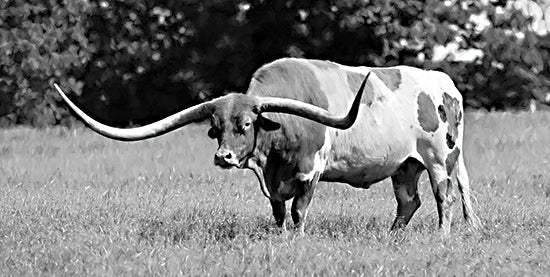 Lori Deiter LD3777 - LD3777 - Lone Star Longhorn - 18x9 Texas longhorn, black and white, rural scene, cattle, large horns, pasture, traditional ranch, monochrome, Western heritage, livestock from Penny Lane