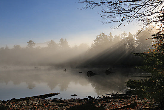 Lori Deiter LD3793 - LD3793 - Dawn's Embrace - 18x12 misty forest, sun rays through trees, atmospheric, nature, fog from Penny Lane