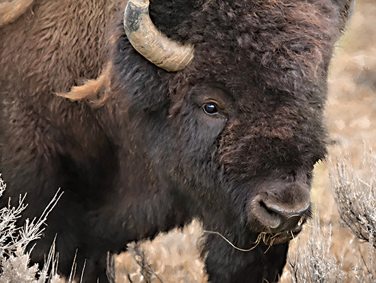 Lori Deiter LD3794 - LD3794 - Spirit of the Plains - 16x12 american bison, buffalo portrait, prairie animal, wild plains, strong animal, horned beast, western wildlife, close-up bison from Penny Lane