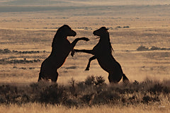 LD3848 - Wild Fury - 18x12