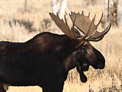 LD3849 - Nature's Giant - 16x12