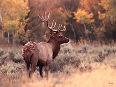 LD3853 - Elk's Golden Antler - 16x12