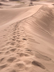 LD3864 - Desert's Footprints - 12x16