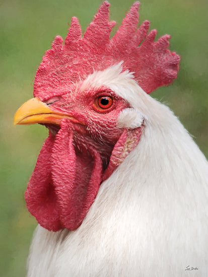 Lori Deiter LD3967 - LD3967 - Doodle - 12x16 rooster, close-up, bird, poultry, comb, wattle, farm animal, chicken, feathers, domestic animal, portrait, vibrant red, livestock from Penny Lane