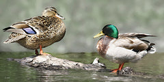 LD3969 - Pond Pals - 18x9
